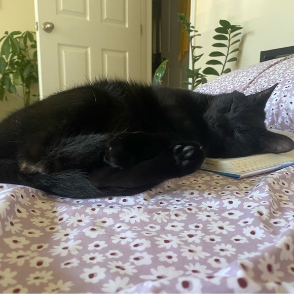 Meet your Posher, Claire - Picture 4 of 4